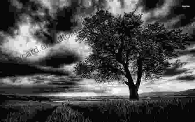 A Black And White Photograph Of A Tree In A Field. Trees In Black White: A Visual Tour