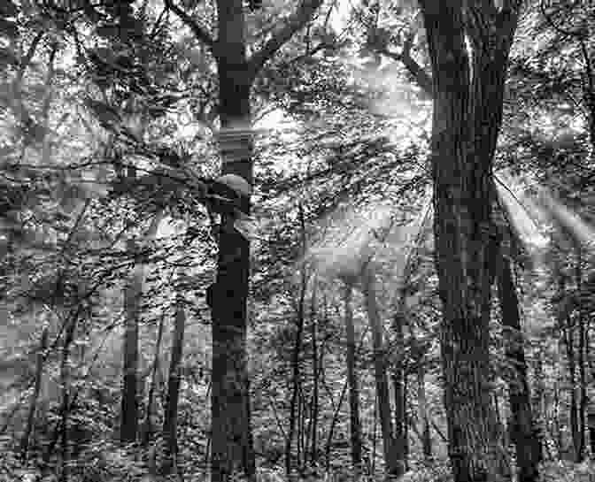 A Black And White Photograph Of A Tree In A Forest. Trees In Black White: A Visual Tour