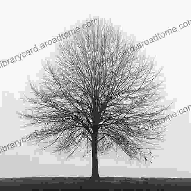 A Black And White Photograph Of A Tree In A Park. Trees In Black White: A Visual Tour