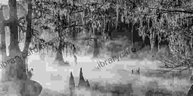 A Black And White Photograph Of A Tree In A Swamp. Trees In Black White: A Visual Tour