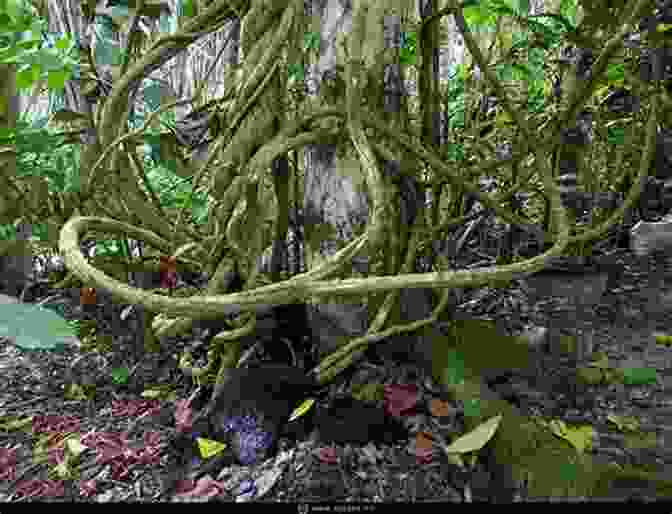 A Close Up Of The Ayahuasca Vine, Known For Its Psychoactive And Healing Properties. The Religion Of Ayahuasca: The Teachings Of The Church Of Santo Daime