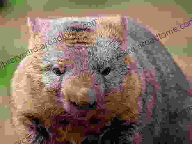 A Close Up Photograph Of A Wombat's Face How To Attract The Wombat