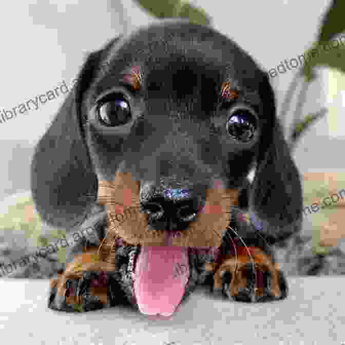 A Cute Dachshund Puppy Dachshunds The Owner S Guide From Puppy To Old Age Choosing Caring For Grooming Health Training And Understanding Your Standard Or Miniature Dachshund Dog