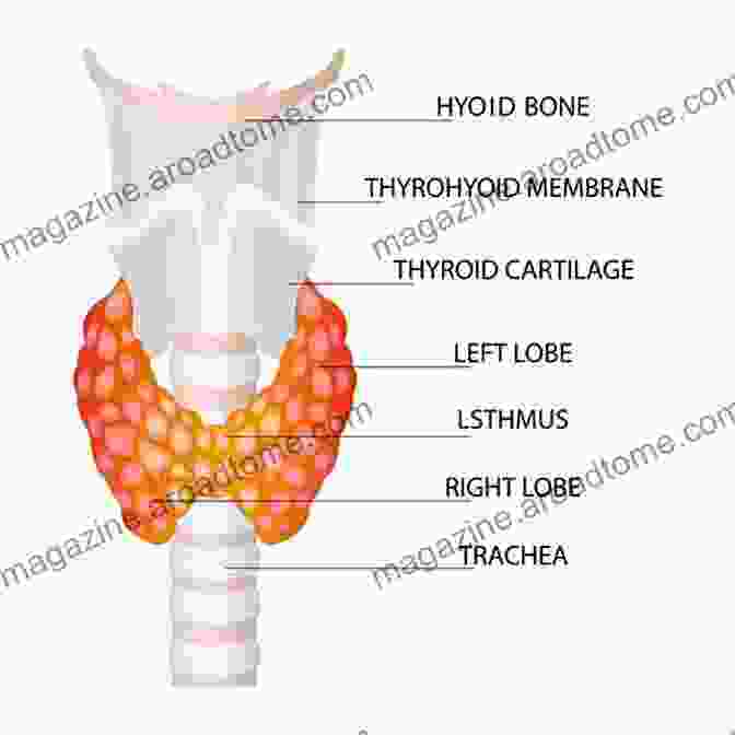 A Diagram Of The Thyroid Gland Thyroid Diet Plan: How To Lose Weight Increase Energy And Manage Thyroid Symptoms