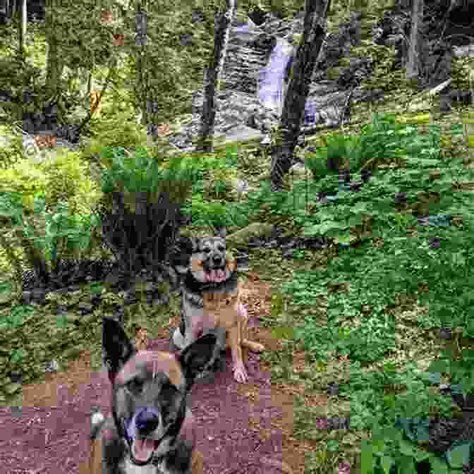 A Dog Enjoying The Off Leash Area On Granville Island Granville Island ABC: A Family Adventure