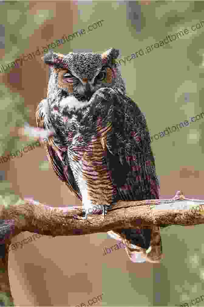 A Majestic Owl Perched On A Tree Branch, Its Keen Eyes Scanning The Surroundings. Mi Kmaw Animals Alice Crosetto