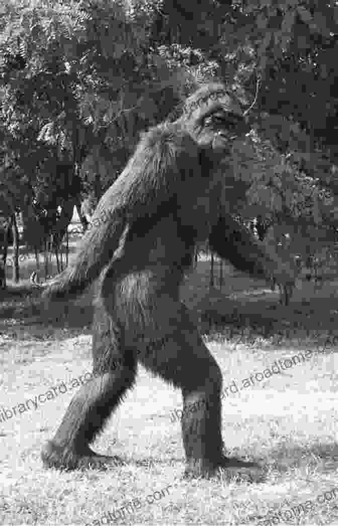 A Photo Of Bigfoot Cryptids Strange Creatures And Other Mysterious Things