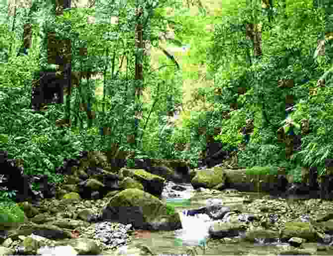 A Photograph Of A Thriving Ecosystem Within A Diverse Landscape. McKnight S Physical Geography: A Landscape Appreciation (2 Downloads)