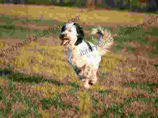 A Playful Labradoodle Puppy Running Through A Meadow The Labradoodle Handbook: The Essential Guide For New Prospective Labradoodle Owners (Canine Handbooks)