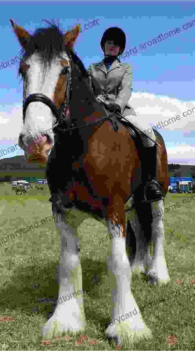 A Portrait Of A Majestic Clydesdale Horse On The Farm: Heritage And Heralded Animal Breeds In Portraits And Stories