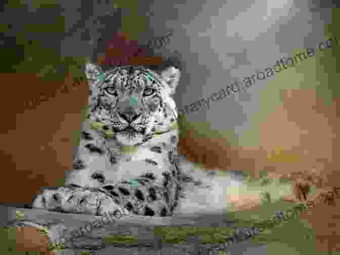 A Snow Leopard Resting On A Snow Covered Rock, Symbolizing Its Sacred Status In Himalayan Culture Caring For Glaciers: Land Animals And Humanity In The Himalayas (Culture Place And Nature)