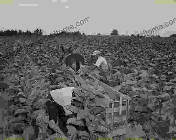 A Vast Tobacco Plantation In Virginia, With Workers Tending To The Plants Old Dominion Industrial Commonwealth: Coal Politics And Economy In Antebellum America (Studies In Early American Economy And Society From The Library Company Of Philadelphia)