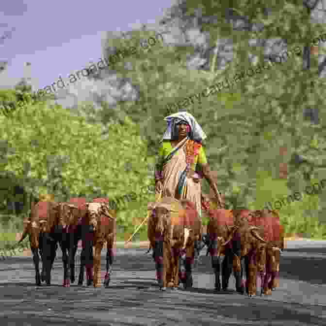 A Woman Leads A Flock Of Goats Through A Himalayan Village Caring For Glaciers: Land Animals And Humanity In The Himalayas (Culture Place And Nature)