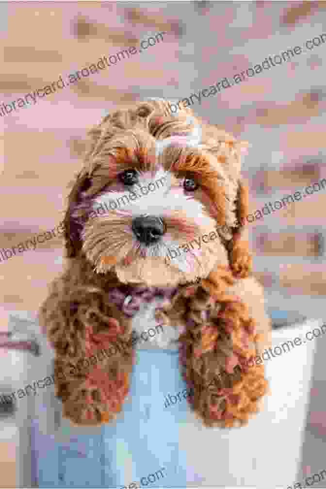 Adorable Cockapoo Puppy With Playful Eyes And Fluffy Fur The Cockapoo Handbook: The Essential Guide For New Prospective Cockapoo Owners (Canine Handbooks)