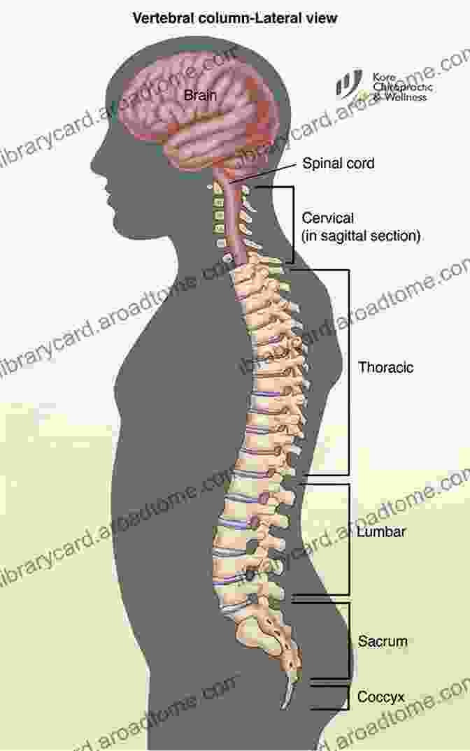 An Anatomical Diagram Of The Human Spine Like A Flower: My Years Of Yoga With Vanda Scaravelli