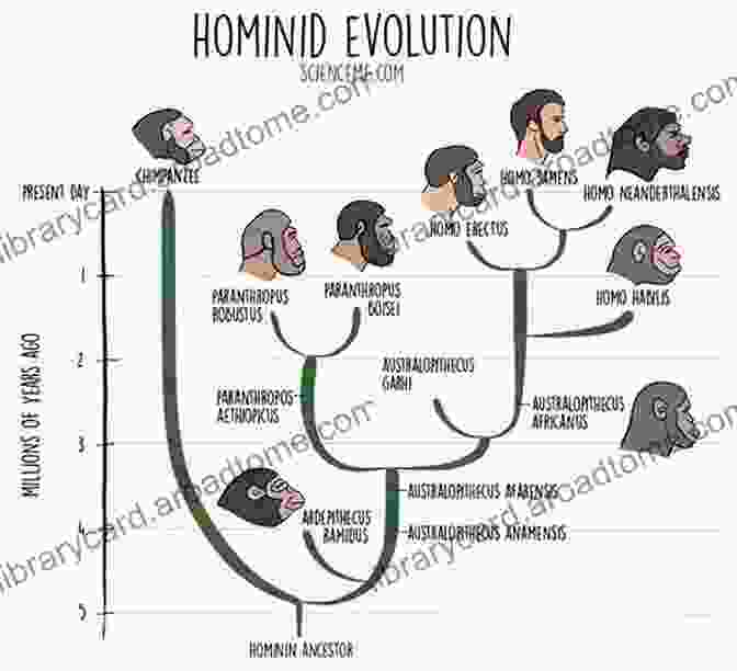 An Illustration Depicting The Evolution Of Human Intelligence, From Early Hominids To Modern Humans, With A Focus On The Development Of Tools, Language, And Social Interactions. The Evolution Of Human Cleverness