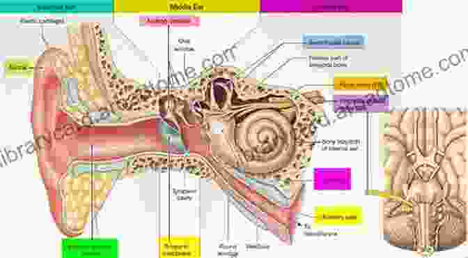 Anatomy Of The Human Ear A Pocket Guide To The Ear: A Concise Clinical Text On The Ear And Its DisFree Downloads