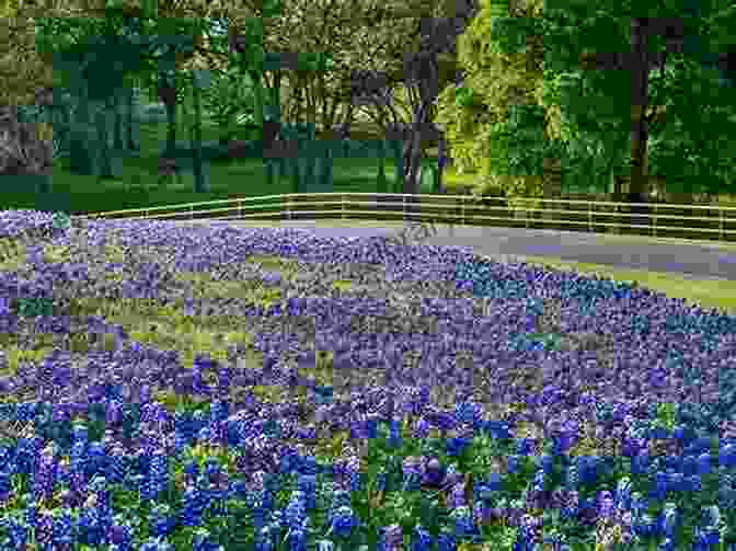 Bluebonnet Drive In, Austin Historic Movie Houses Of Austin (Images Of America)