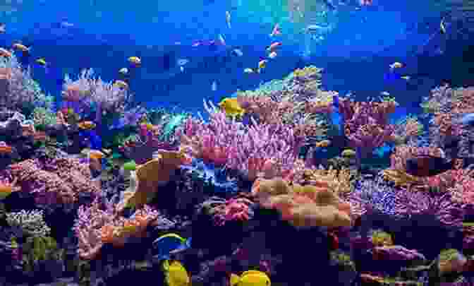 Boy Swimming In Ocean With Colorful Fish And Coral Reefs Rain Castle: A Rain Filled Picture For Children About A Boy Using Imagination On A Rainy Day