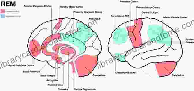 Brain Scan Showing Increased Activity In Regions Associated With Empathy And Compassion During Religious Practices Neurotheology: Science And Religion: A Brief Look At How Practicing Religion Neurologically Affects The Brain