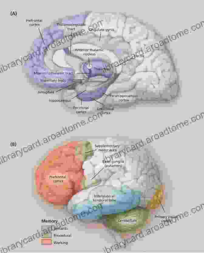 Brain Scan Showing Increased Activity In Regions Associated With Semantic Memory In Individuals With Strong Religious Beliefs Neurotheology: Science And Religion: A Brief Look At How Practicing Religion Neurologically Affects The Brain