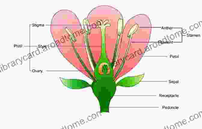 Close Up Of A Flower, Highlighting The Various Parts Discussed In 'My First Book Of Flowers'. My First Of Flowers: An Easy To Read Picture Guide To 50 Types Of Flowers