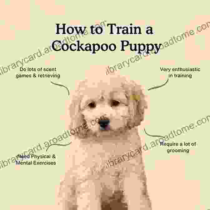 Cockapoo Attentively Listening To Training Commands The Cockapoo Handbook: The Essential Guide For New Prospective Cockapoo Owners (Canine Handbooks)