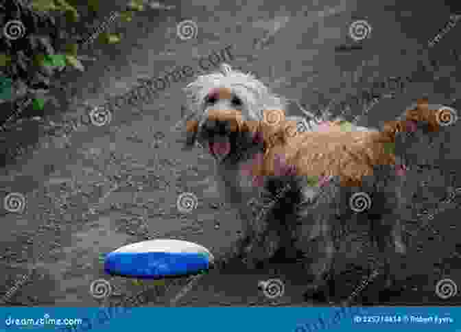 Cockapoo Enthusiastically Playing Fetch In A Park The Cockapoo Handbook: The Essential Guide For New Prospective Cockapoo Owners (Canine Handbooks)