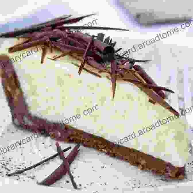 Decadent Raw Chocolate Cheesecake With A Nutty Crust Diabetes: The Raw Food Diet For Diabetes Reversal (Holistic Health For Life: Raw Foods Disease Prevention Weight Loss And Recipe Books)