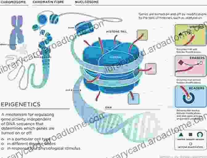 Diagram Illustrating The Concept Of Epigenetics And Its Role In Healing Tibetan Yoga For Health Well Being: The Science And Practice Of Healing Your Body Energy And Mind