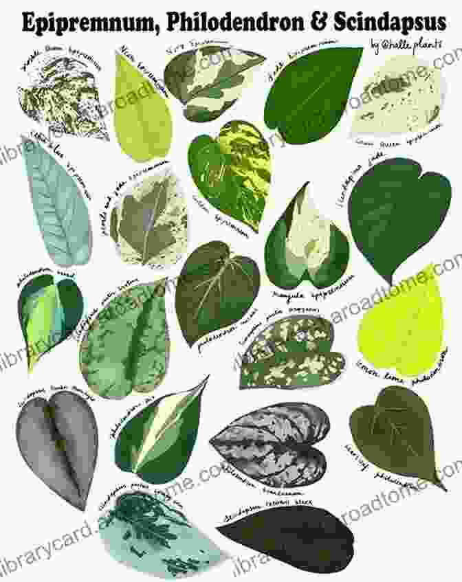 Epipremnum Philodendron Scindapsus Varieties The Ultimate Guide To Pothos Plants: Epipremnum Philodendron Scindapsus Varieties Care Propagation