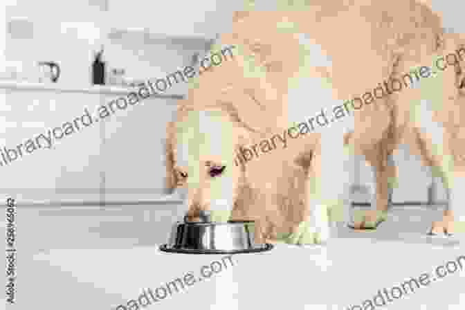 Golden Retriever Eating From A Bowl The Complete Golden Retriever Handbook (Canine Handbooks)