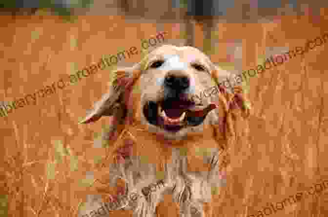 Golden Retriever Running Happily In A Field The Complete Golden Retriever Handbook (Canine Handbooks)