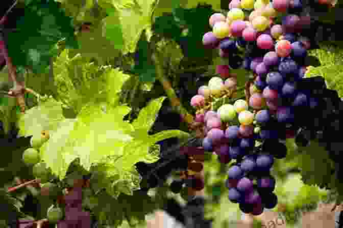 Grapes Ripening On The Vine, Showcasing The Vibrant Colors Of Different Grape Varieties Drinking Wine Is Simple: A Beginners Guide To Wine Appreciation