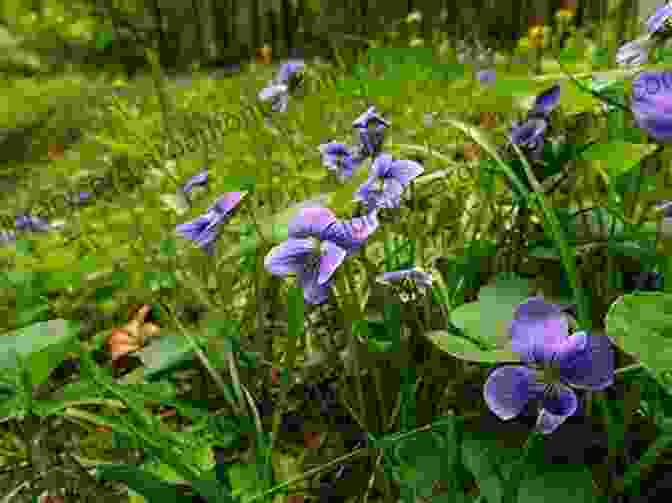 Monty Discovers A Field Of Violets And Learns About The Color Violet Monty S Rainbow Road Adventure: Learn The Colours Of The Rainbow (Monty S Adventures)