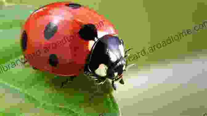 Monty Encounters A Friendly Ladybug And Learns About The Color Red Monty S Rainbow Road Adventure: Learn The Colours Of The Rainbow (Monty S Adventures)