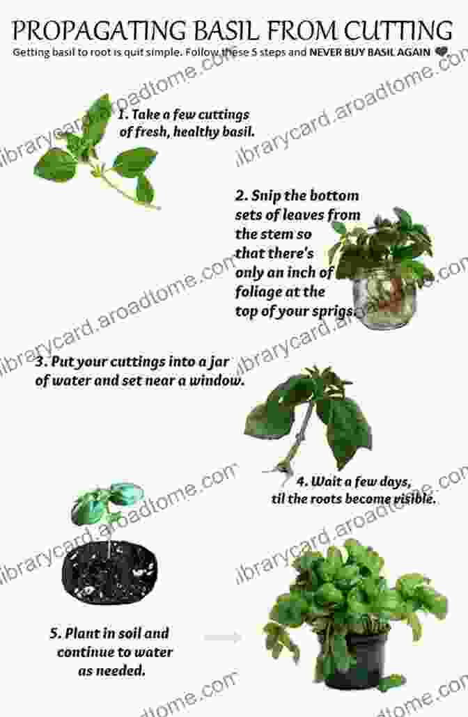 Step By Step Guide To Propagating Plants By Cuttings The Novice Gardener S Guide To Plant Propagation