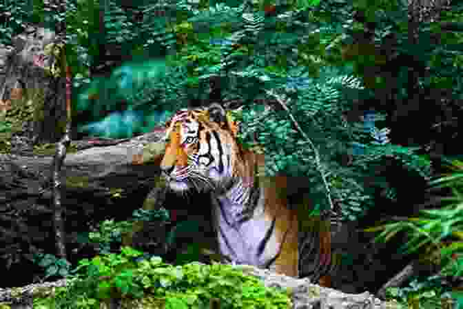 Stunning Photo Of A Tiger In Its Natural Habitat, Annotated With Mandarin Chinese Characters And Pinyin Animals Mandarin Chinese (Simplified) Vocabulary Picture (with Audio By A Native Speaker )