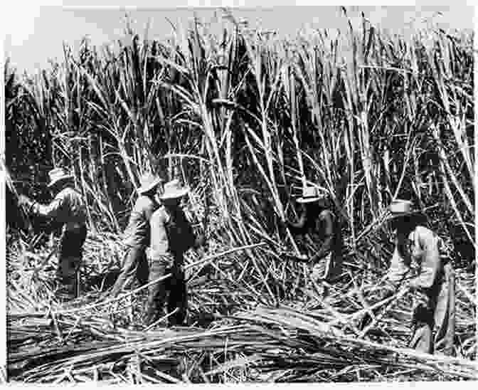 Sugar Mill Workers Toiling In The Fields Sugar Mill Seasons Surbhi Bansal