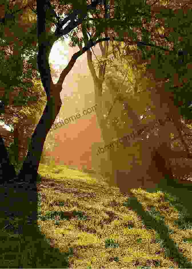 Sunlight Streaming Through The Canopy Of Trees In Green Wood Cemetery Green Wood Cemetery (Images Of America)