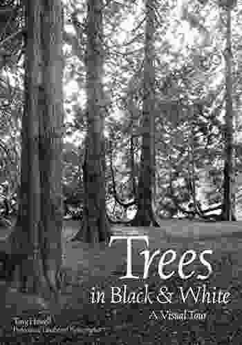 Trees In Black White: A Visual Tour